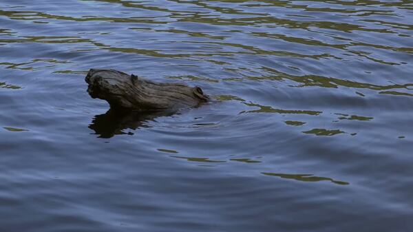 原木在水中的慢速运动