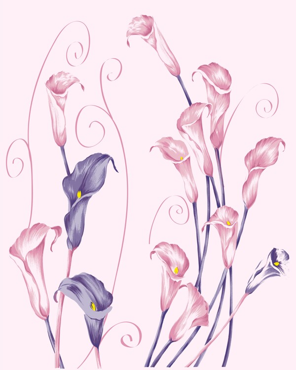 百合郁金香花朵粉色紫色