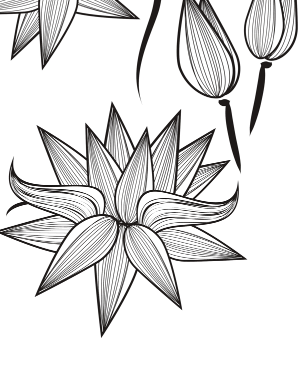荷花