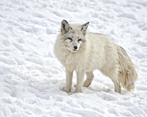 高清北极狐图片