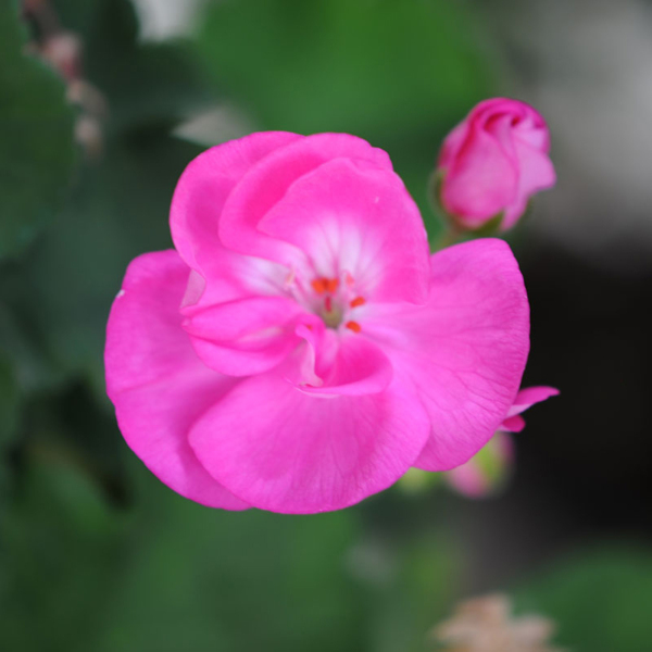 位圖植物攝影寫實(shí)花卉花朵數(shù)碼照片免費(fèi)素材