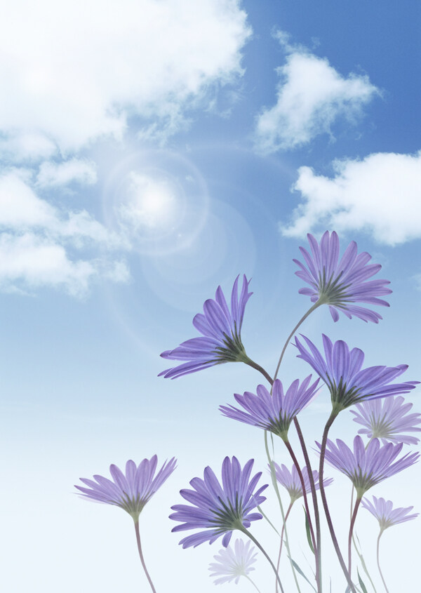 天空陽光白云花圖片