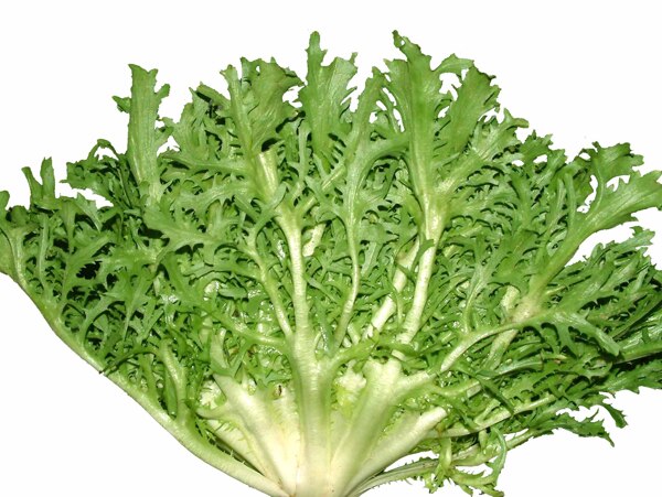 苦苣菜圖片