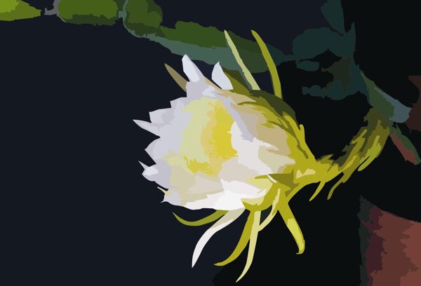 花朵插畫圖片