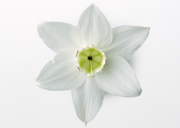 白花圖片