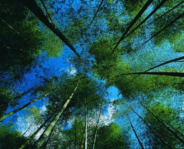 夏季景色