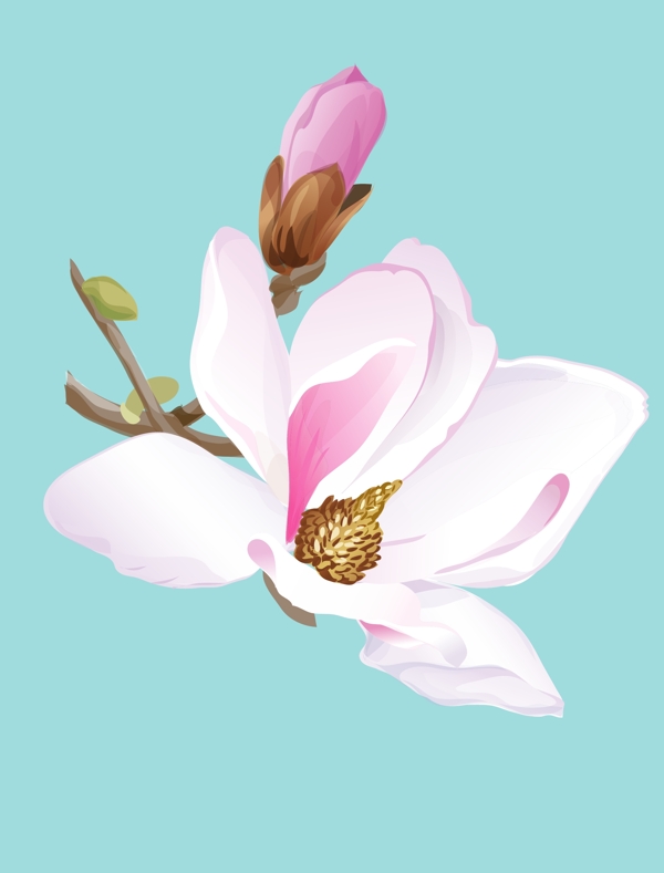 桃花圖片