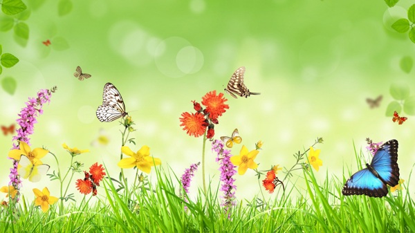 清新绿色草地上的蝴蝶