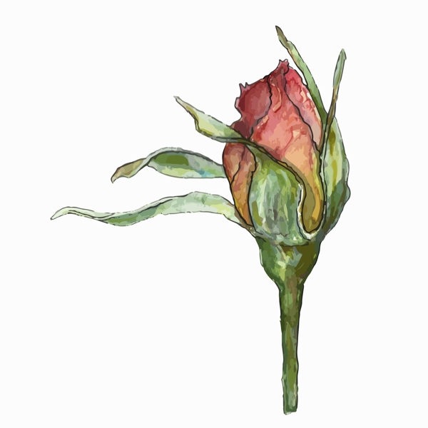 水彩繪花蕾