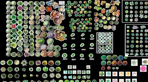 园林植物平面素材彩图