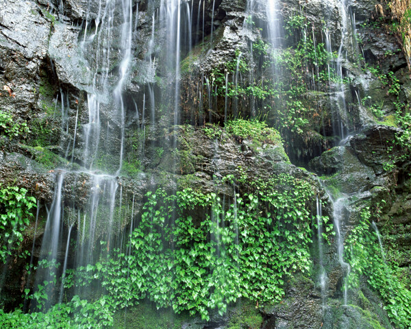 樹植物風(fēng)景水