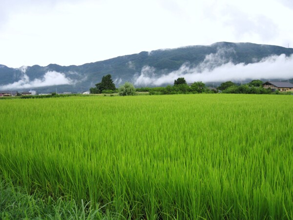 田園風(fēng)光圖片