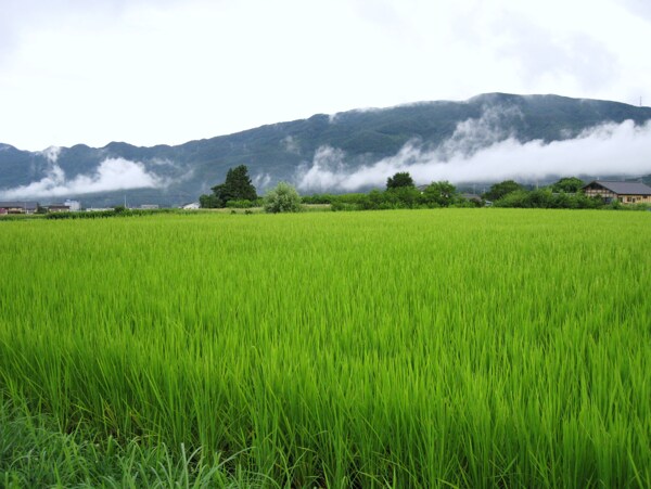 田园风光图片