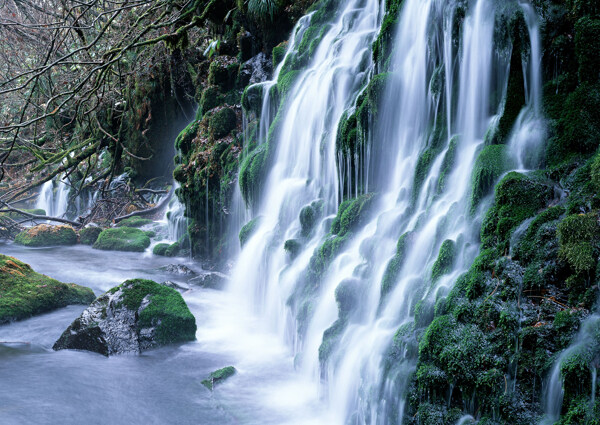 樹植物水風(fēng)景