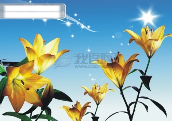 金色百合花