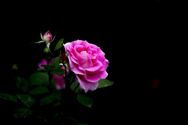 薔薇