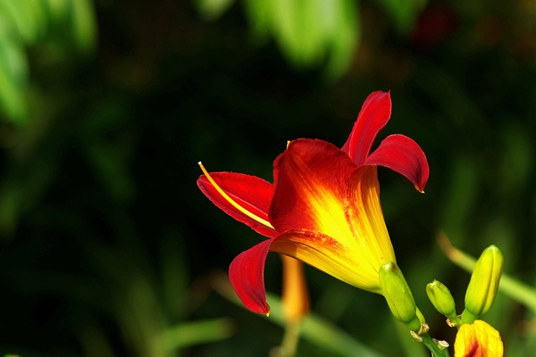 紅色萱草花
