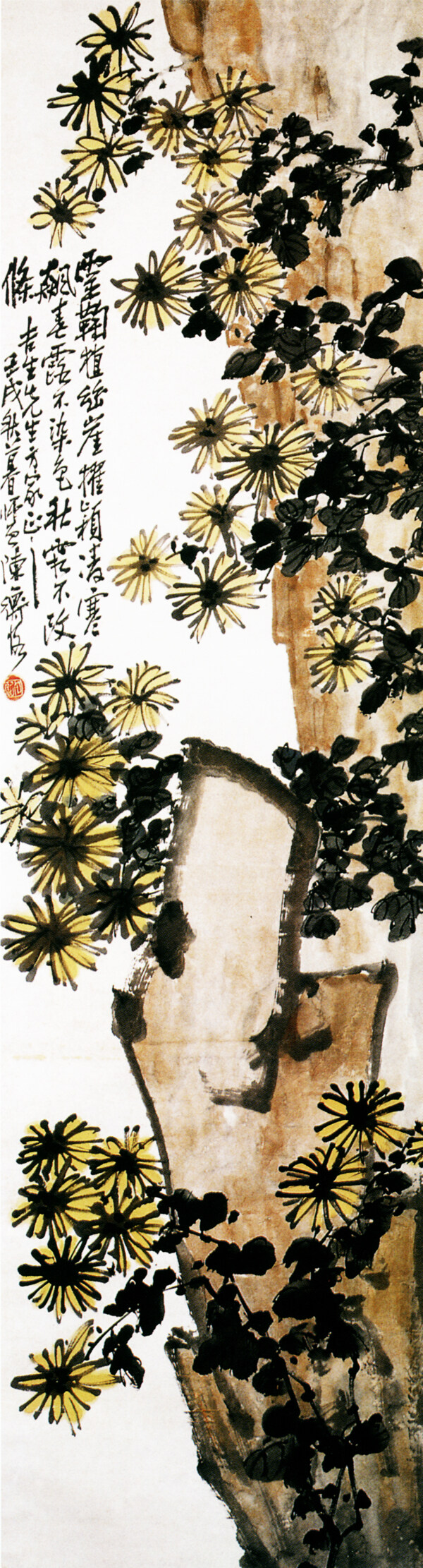 菊花圖圖片