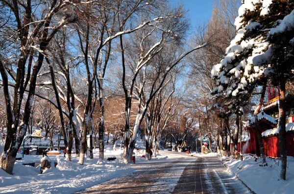 新疆紅山雪景