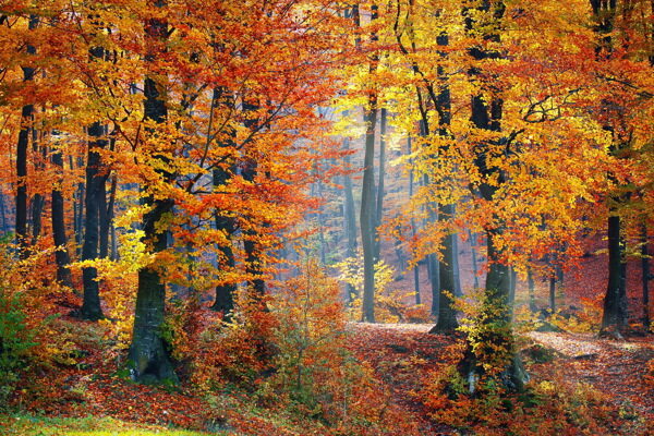 秋天的树林风景图片