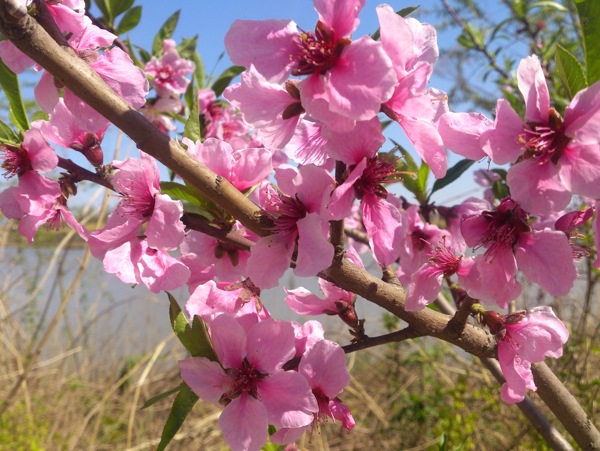 桃花圖片