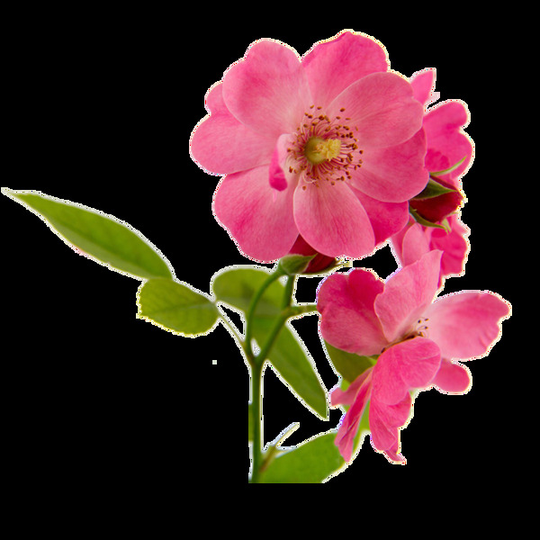 粉色花朵唯美素材高清