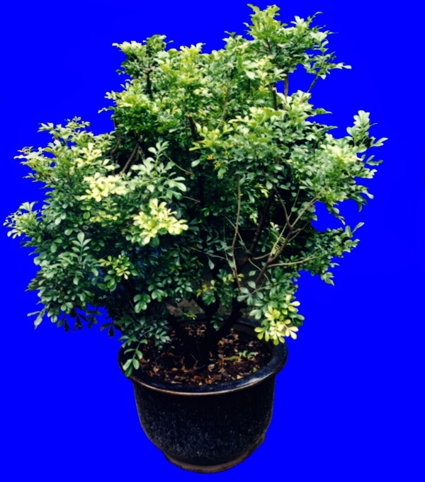 盆栽g136盆景盆花植物素材