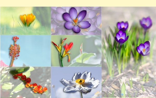 花朵圖片