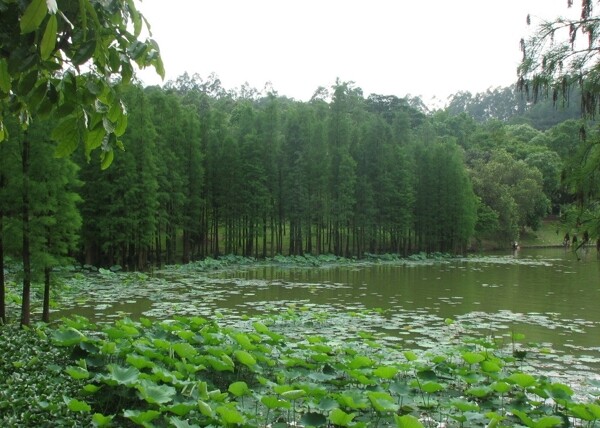 湖泊圖片