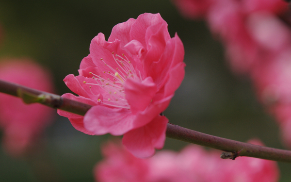 垂丝海棠花卉
