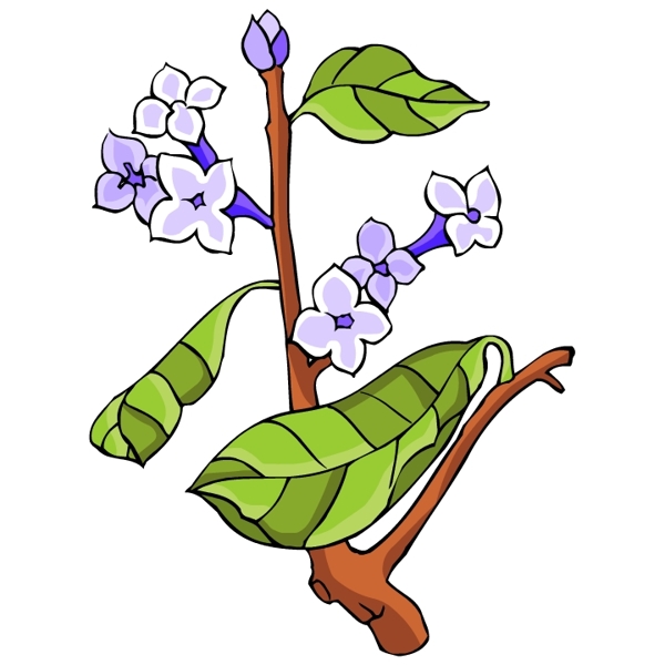 花卉古典插畫