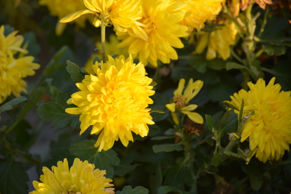 黄色菊花花朵图片