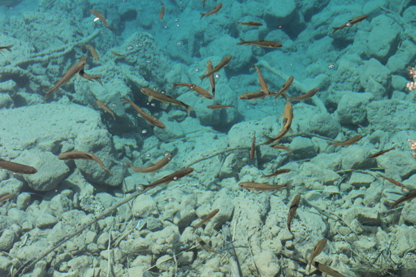 水中小魚圖片