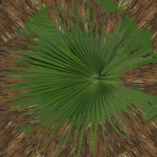 Coccothrinaxspissa棕櫚南北棕櫚037