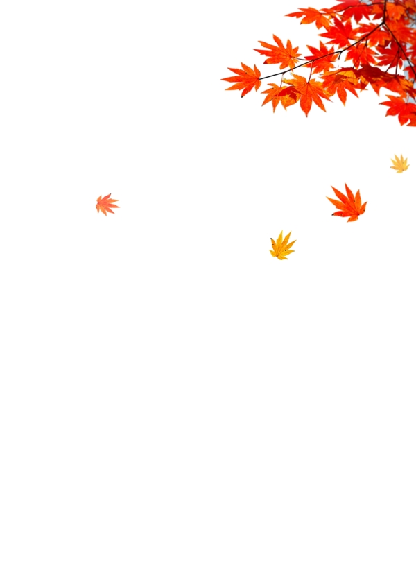 秋天秋叶背景矢量素材
