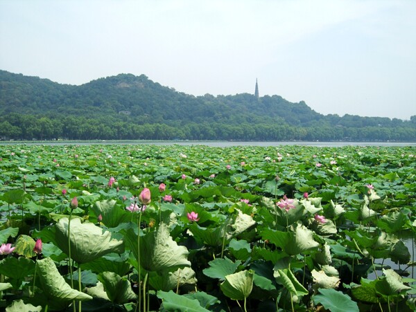 西湖荷花圖片