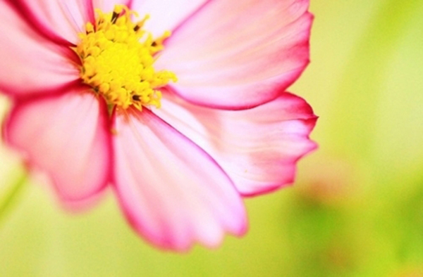 植物植物摄影花卉花朵免费素材