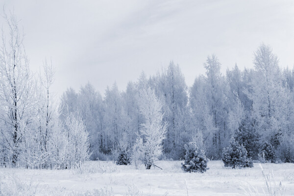 冬天树林美景