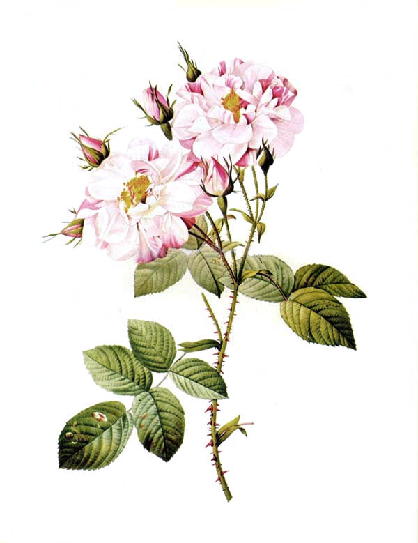 位圖植物寫(xiě)意花卉花朵牡丹免費(fèi)素材