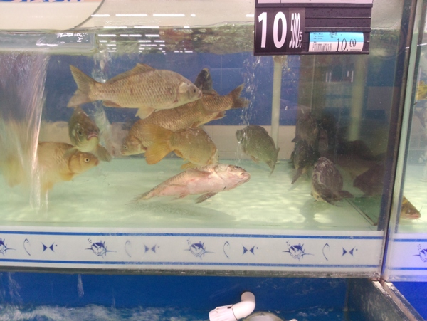 超市活魚(yú)圖片
