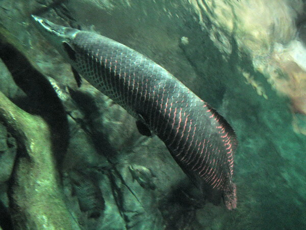 世界上最大的淡水鱼种图片