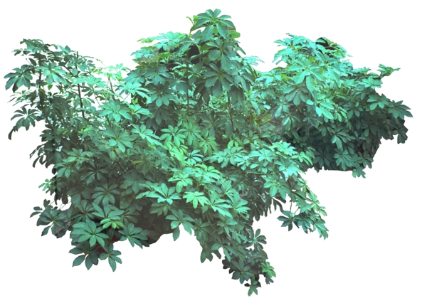 灌木貼圖素材分層PSD010