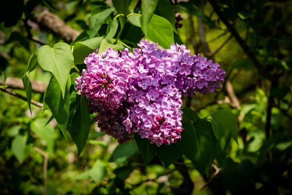 丁香花