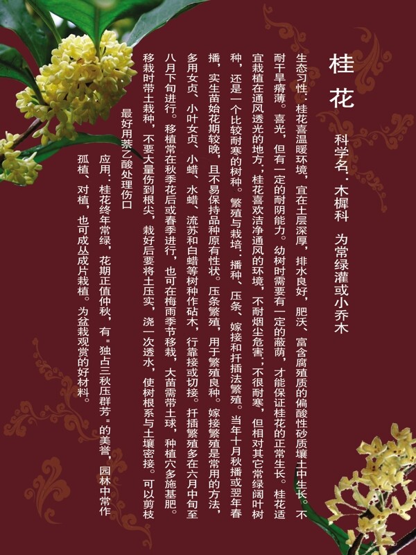 桂花展板圖片