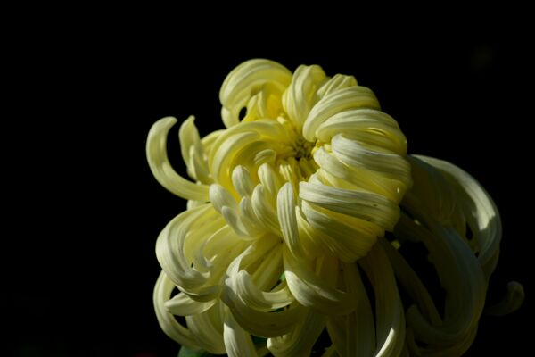 秋菊