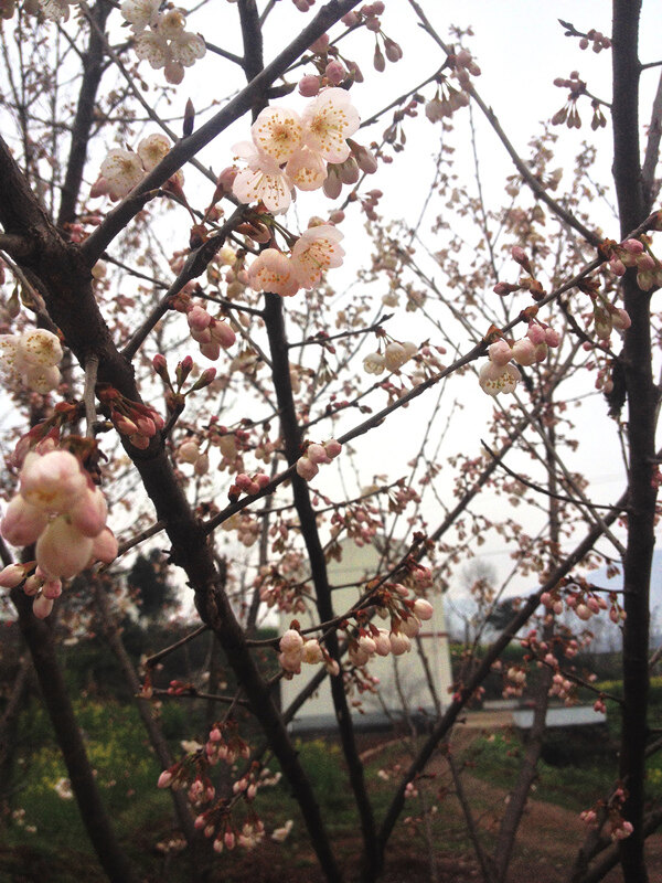 櫻桃樹(shù)圖片