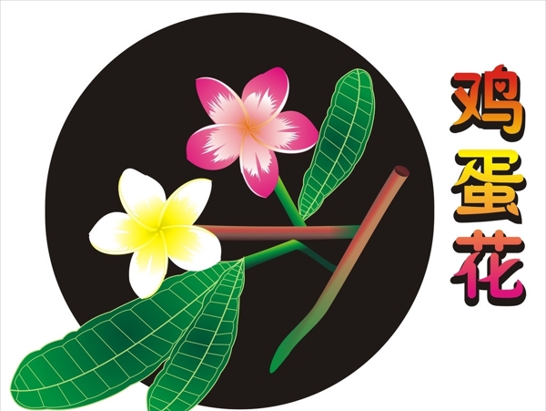 雞蛋花圖片