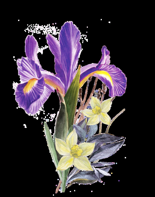 紫色鸢尾花png透明素材