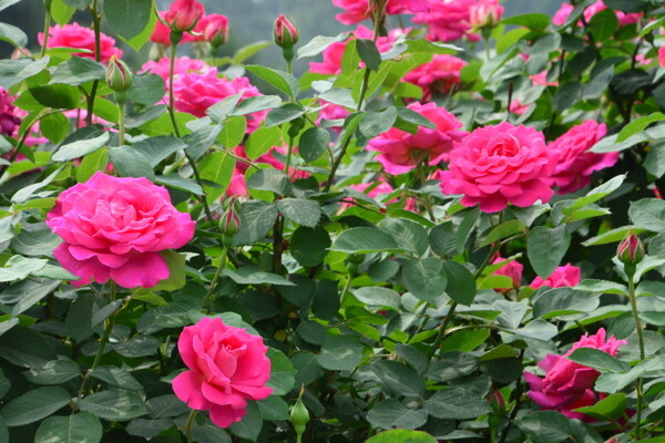 月季花