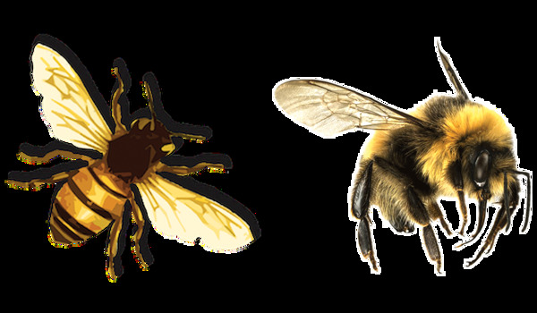 飞翔的蜜蜂图片免抠png透明图层素材